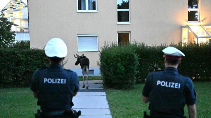 Police officers ensure public safety as moose "Emil" walks in Saint Poelten, Austria on September 6, 2025.