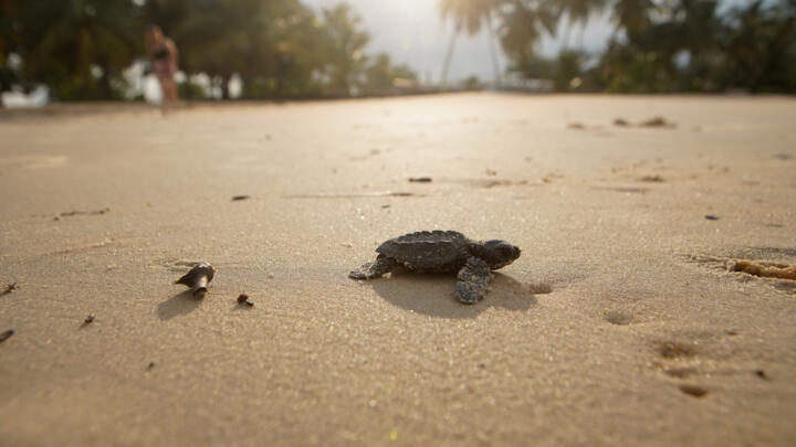 Gabon's 900 kilometres (560 miles) of coastline is home to four species of sea turtles