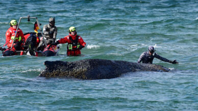 A humpback whale stranded on a sandbank off Germany's Baltic coast had freed itself -- before becoming stranded again
