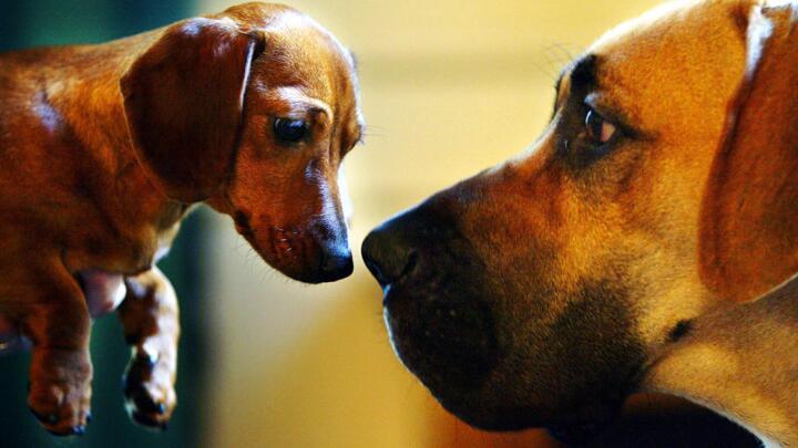 Despite being ubiquitous across the world, surprisingly little is known about where dogs come from