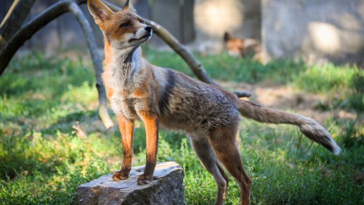 There are tens of thousands of urban foxes in Britain, according to academic research