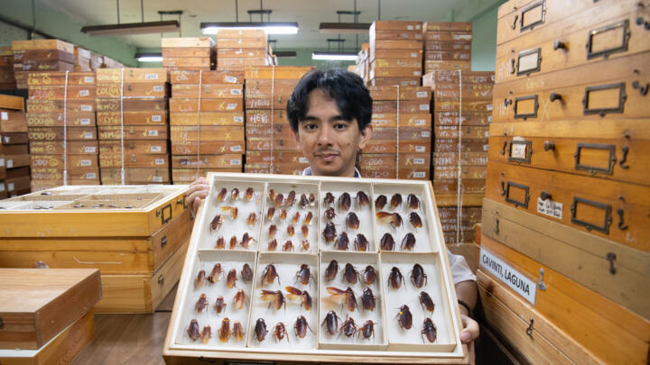 Cristian Lucanas, an entomologist from the University of the Philippines Los Banos, shows preserved specimens of cockroaches in Los Banos town