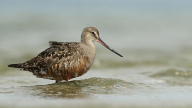 The Hudsonian godwit is one of 40 species newly listed for international protection