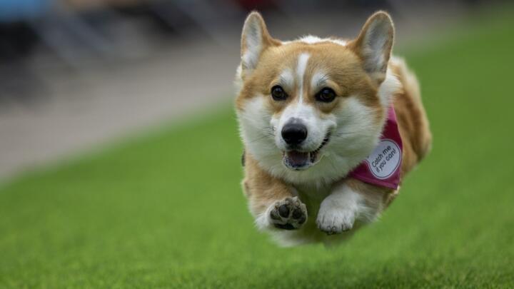 A corgi runs during the race in Vilnius, Lithuania, on August 23, 2025.