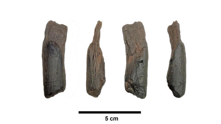An undated image showing various angles of a 430,000 year old wooden tool from Greece