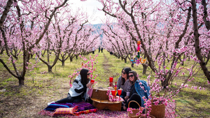 People enjoy a picnic among the blooming pink peach trees.