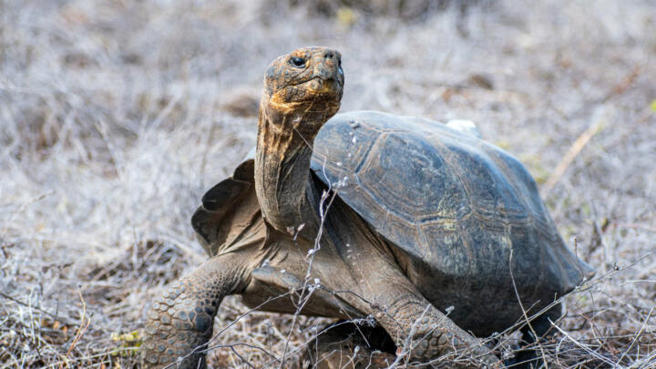 a giant tortoise being released by park rangers on Floreana Island in the Galapagos archipelago, Ecuador.