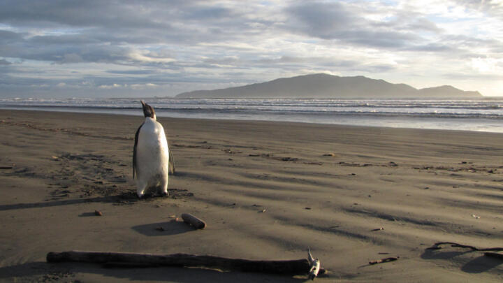 Emperor penguins are seeing their habitat cut back by climate change with potentially deadly consequences
