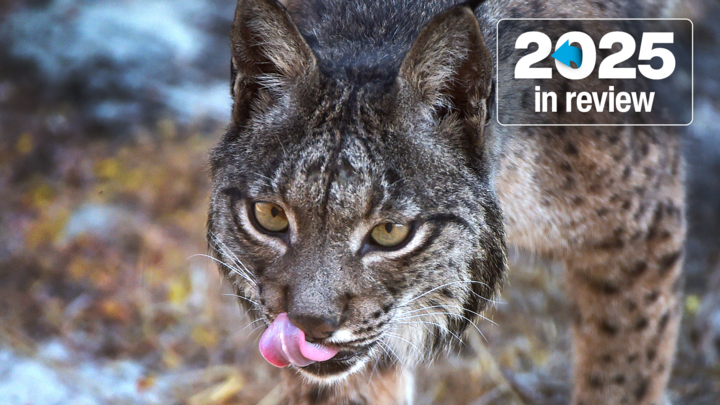 An Iberian lynx is photographed at the Iberian lynx observatory in Huelva on June 30, 2021