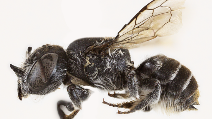 A new bee, called Megachile (Hackeriapis) lucifer, has been discovered in Western Australia by Curtin University's Dr. Kit Prendergast.
