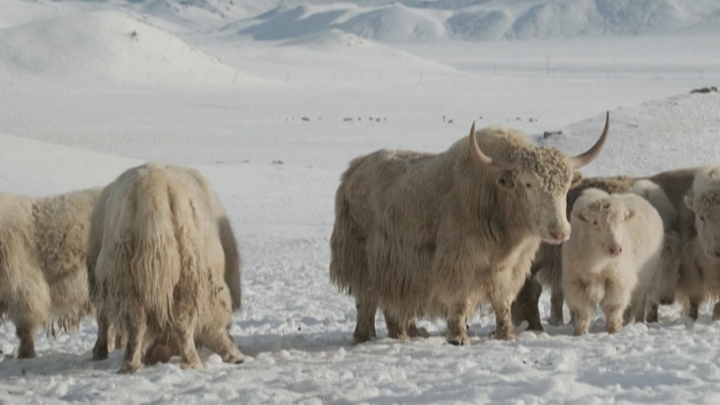 Yak thumbnail